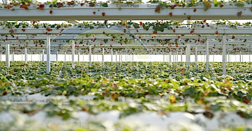 paket sera nedir? paket sera nasıl kurulur?